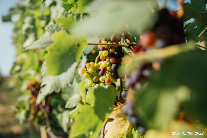 我飞泰国，但却回到纽西兰（下）