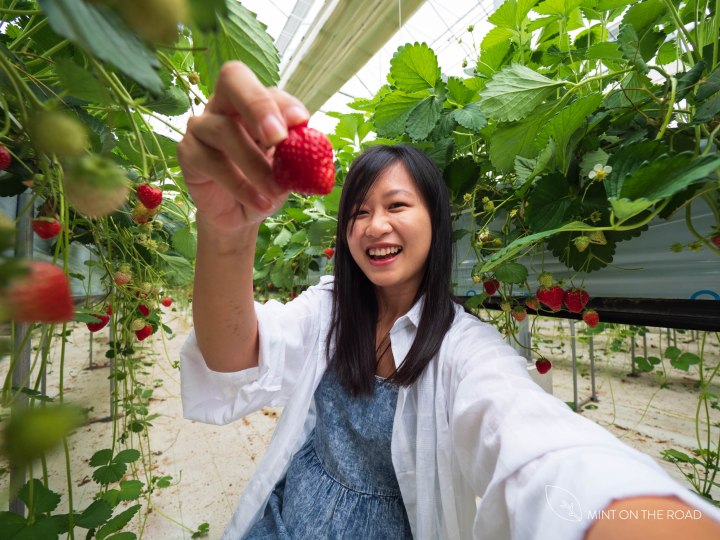 日本东北｜宫城县Ichigo World｜体验99分的幸福