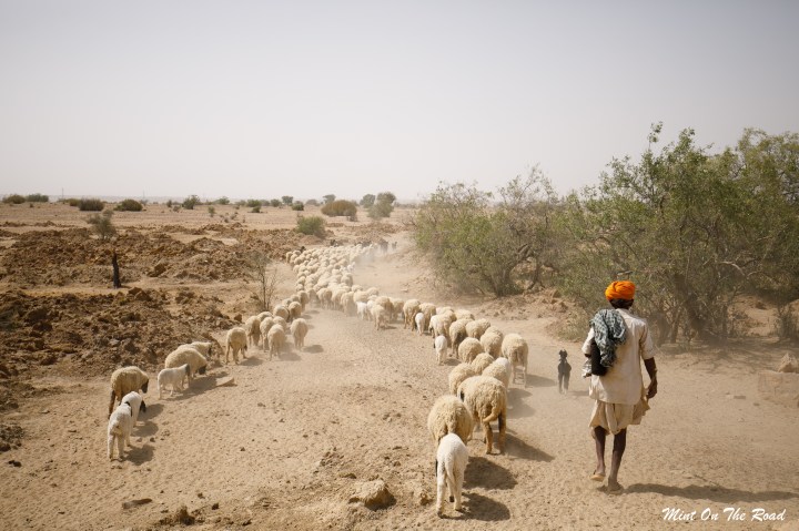 Jaisalmer｜Camel Safari｜千万别去睡沙漠