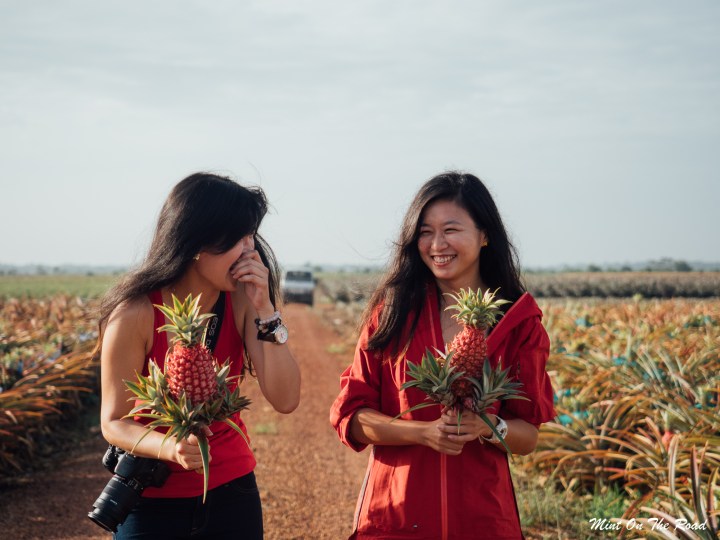 新邦令金｜黄梨花祭